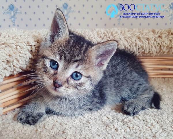 микоплазмоз кошек