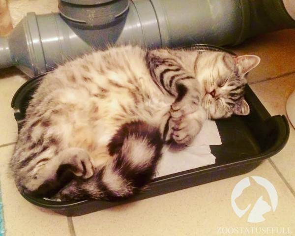 как приучить кошку к лотку