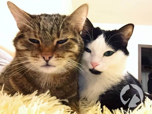 как приучить кошку к лотку