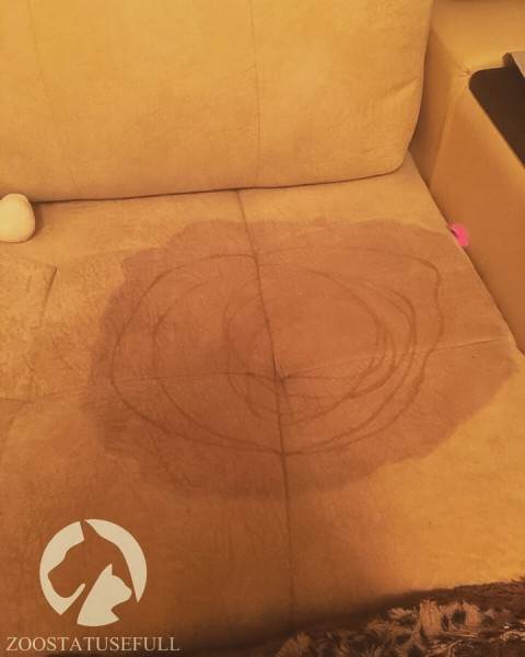 как приучить кошку к лотку