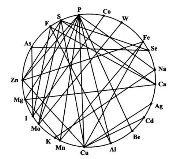 смешанный рацион для собак