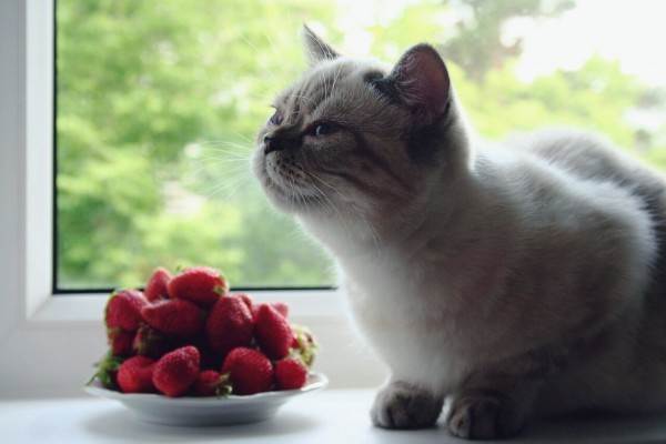 натуралка или сухой корм