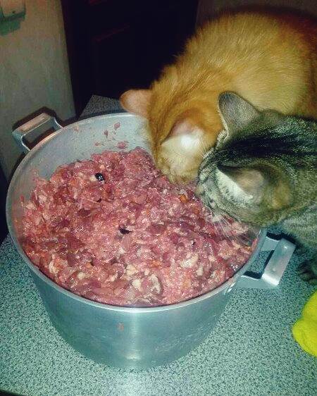 натуралка или сухой корм