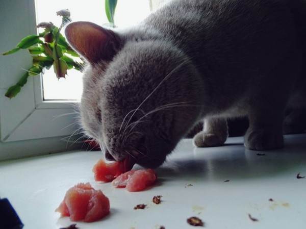 натуралка или сухой корм