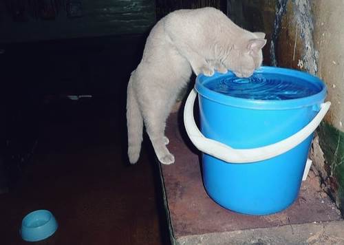 натуралка или сухой корм