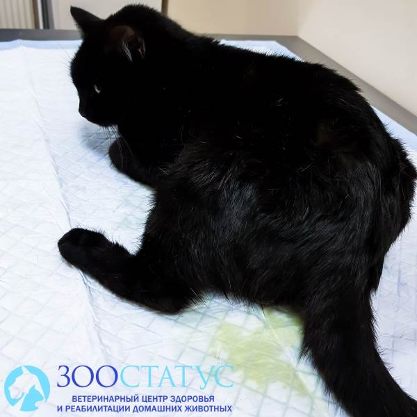 кошка с недержанием мочи