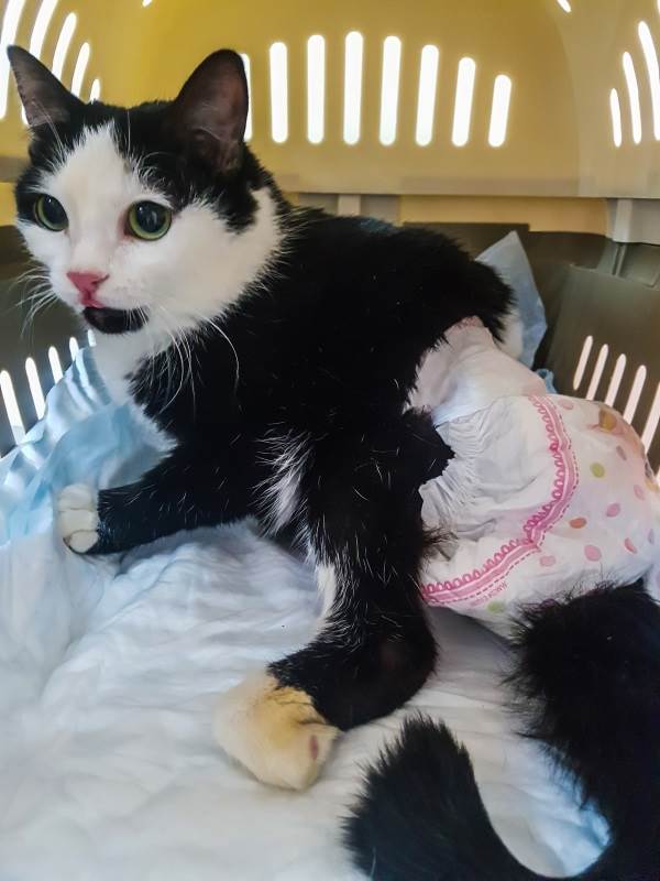 кошка с недержанием мочи