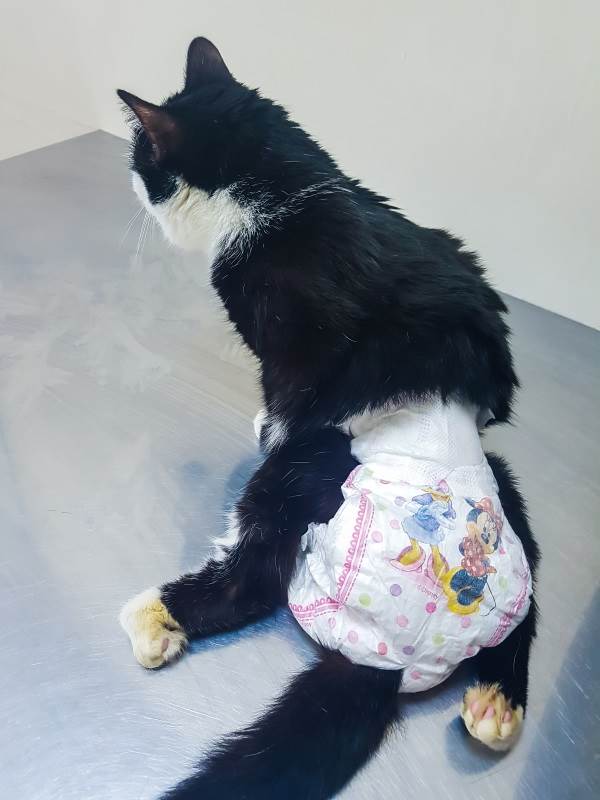 кошка с недержанием мочи