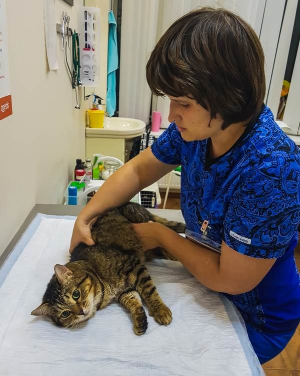 прием кота с проблемами с мочеиспусканием