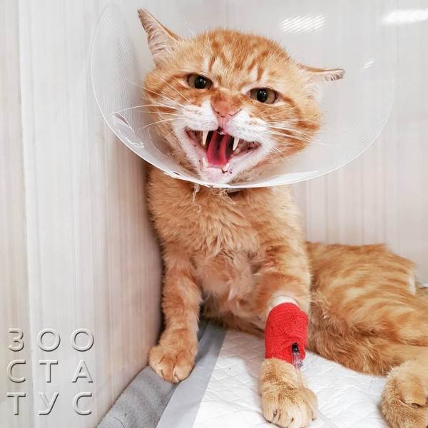 кошка тяжело дышит