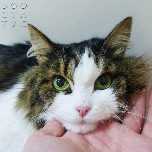 кошка тяжело дышит