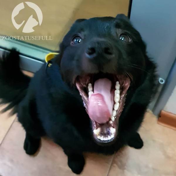 тяжелое дыхание у собаки