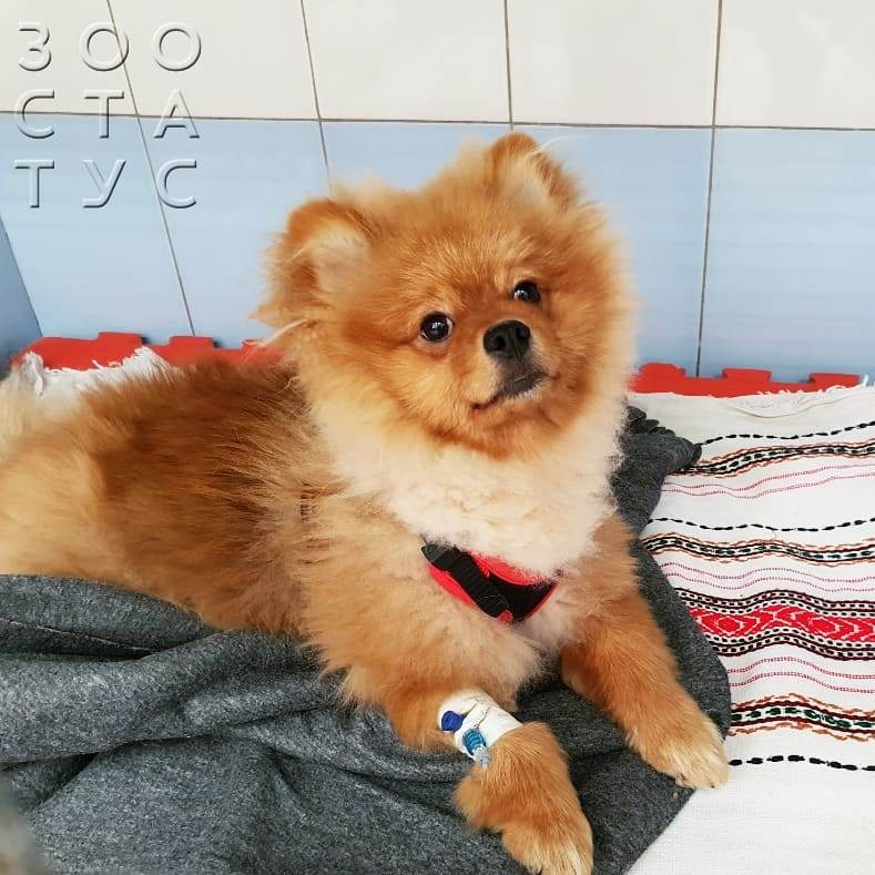 тяжелое дыхание у собаки