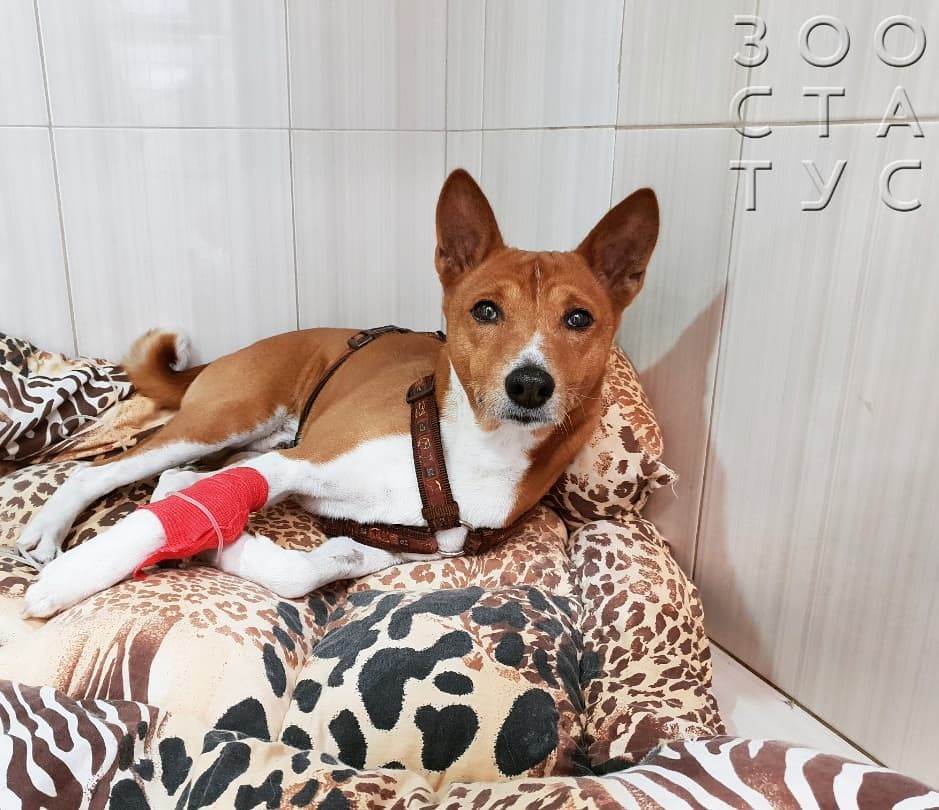 тяжелое дыхание у собаки