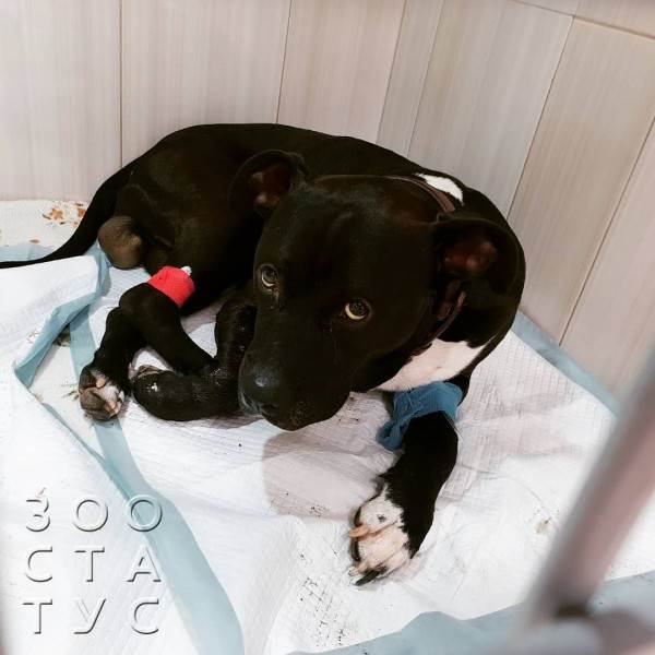 тяжелое дыхание у собаки