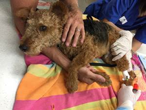 Опухоли кишечника у собак Фото