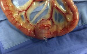 Опухоли кишечника у собак Фото