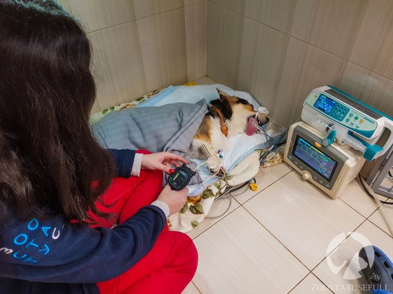 ветеринарный стационар