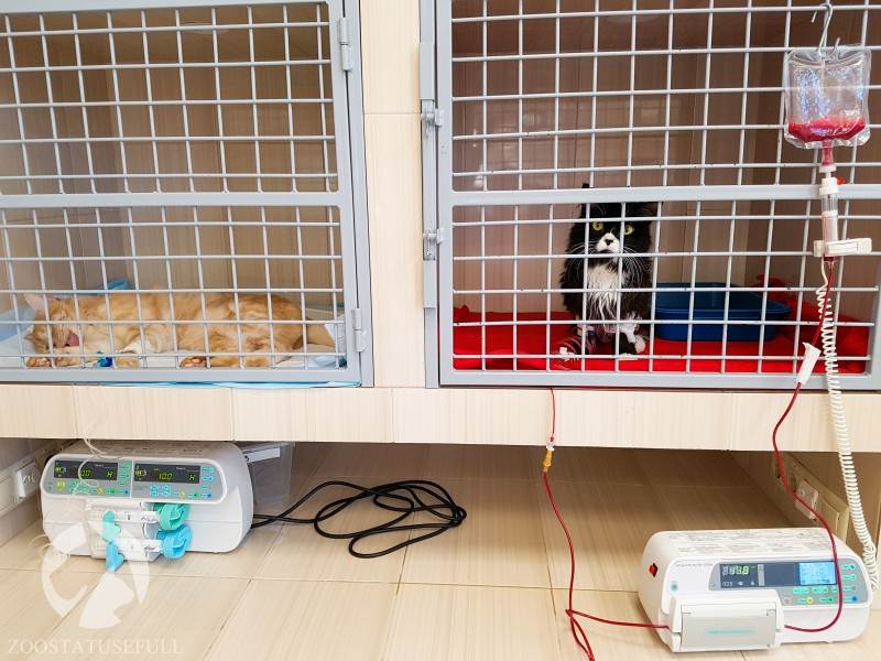 ветеринарный стационар