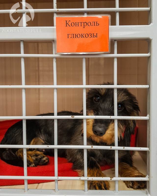 ветеринарный стационар