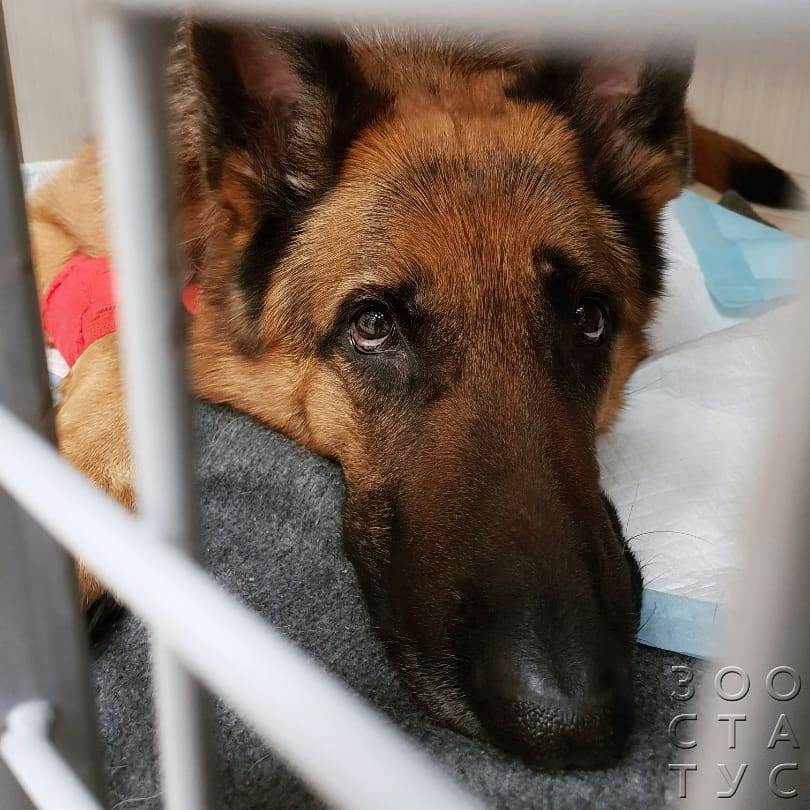 удаление грыжи у собаки