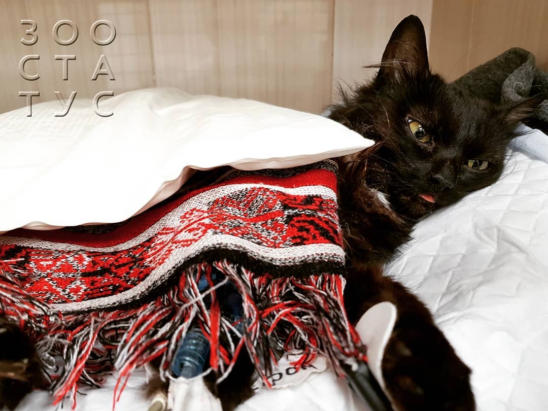 боль у кошек и собак