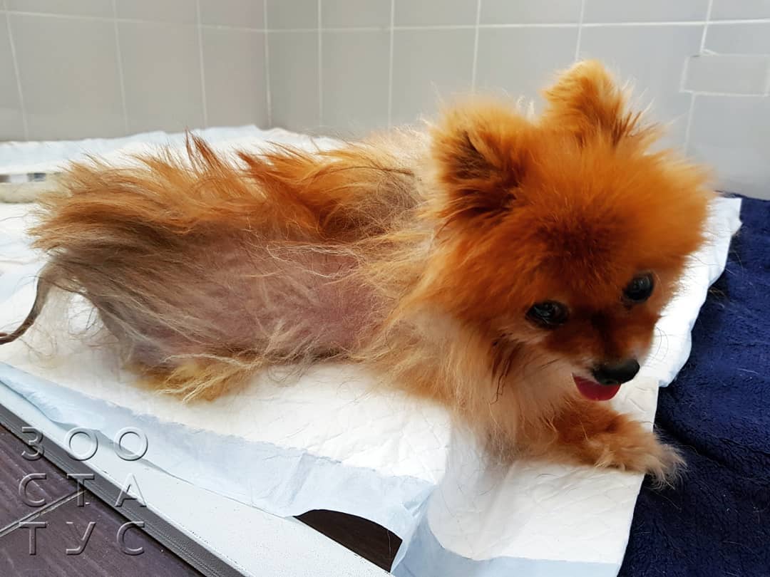 боль у кошек и собак