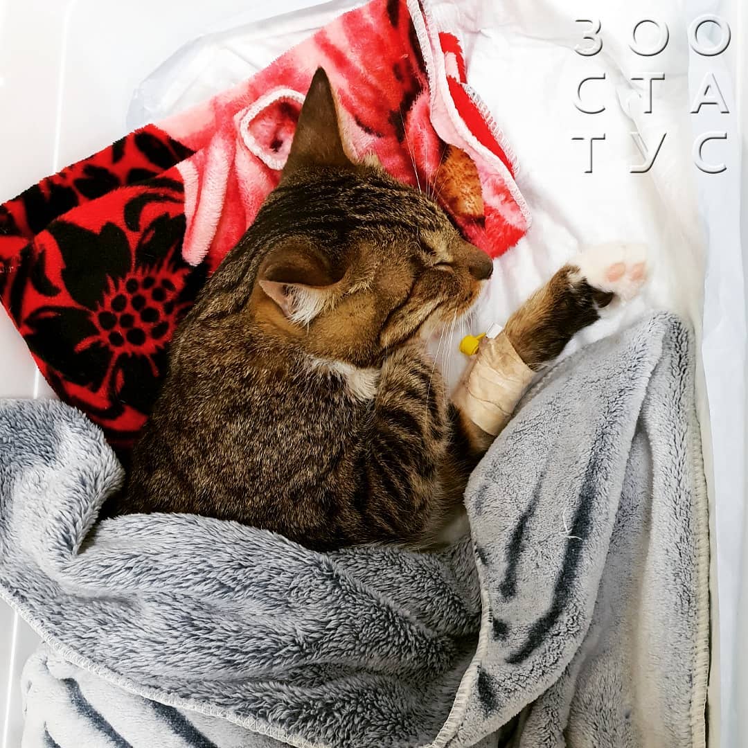 боль у кошек и собак