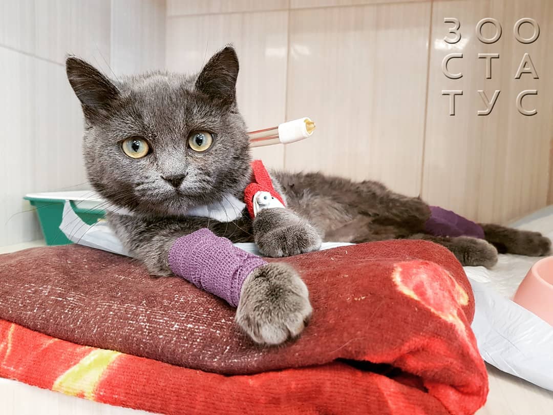 боль у кошек и собак