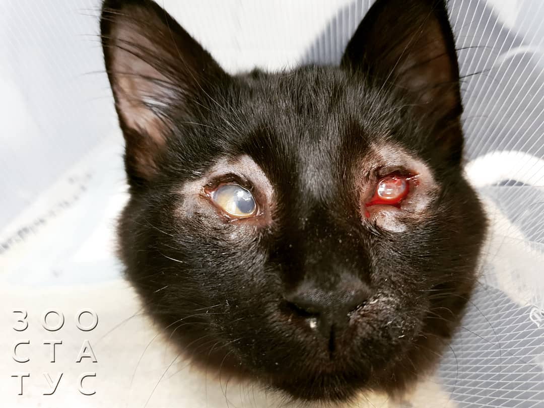 боль у кошек и собак