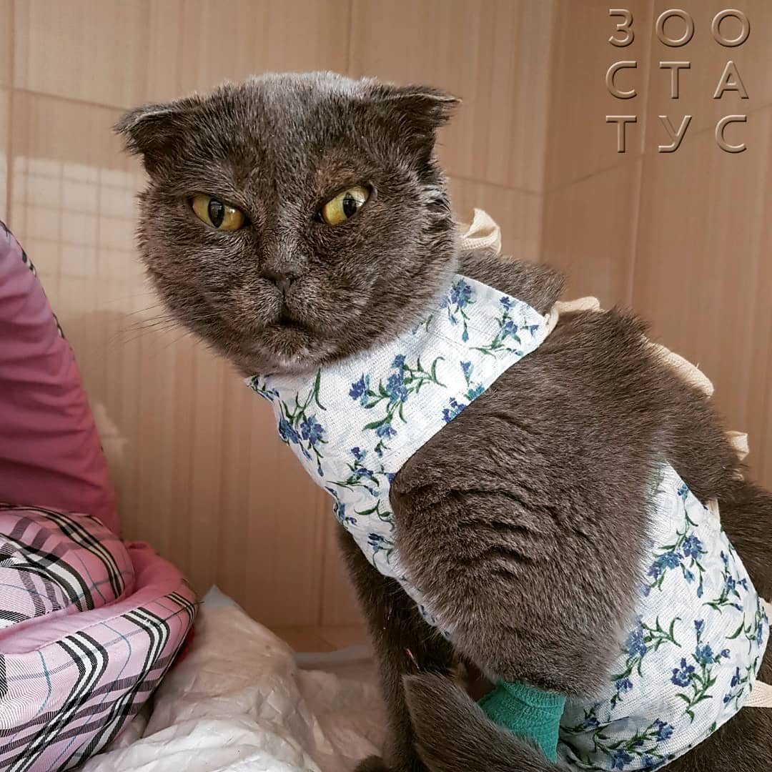 боль у кошек и собак