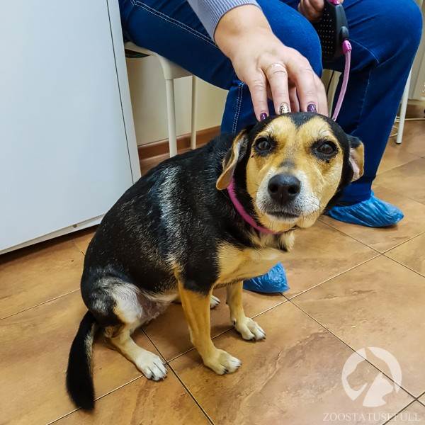 прием ветеринара