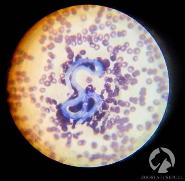 дирофилярия в микроскопе