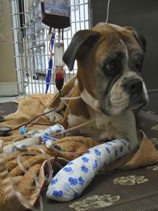 Переливание крови у собак Фото