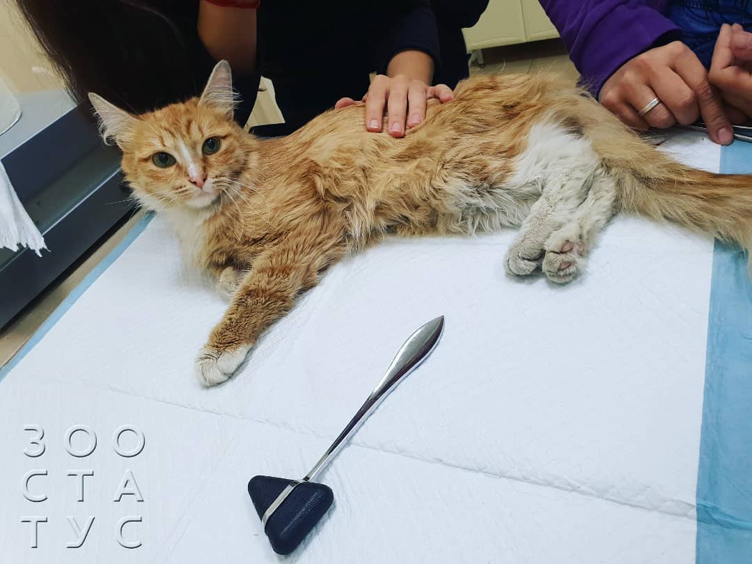 кот сломал лапу