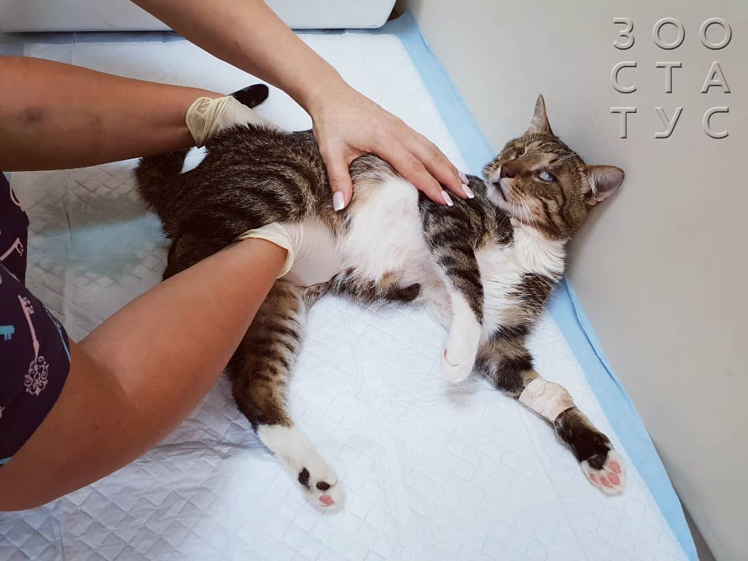 кот сломал лапу