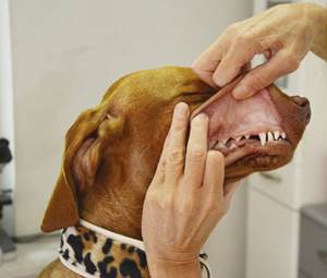 Первичный осмотр Фото