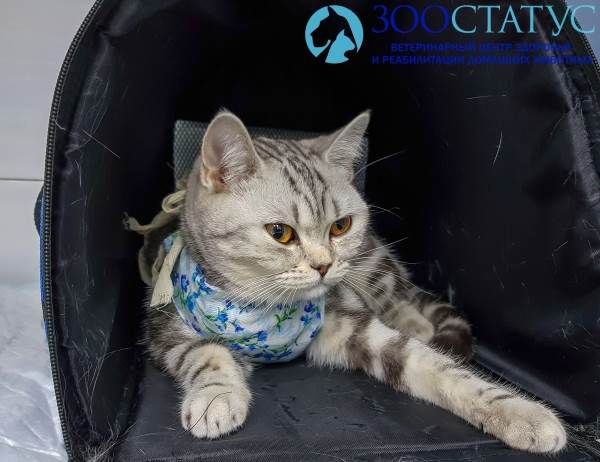 пиометра у кошек