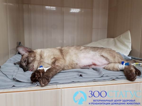 пиометра у кошек