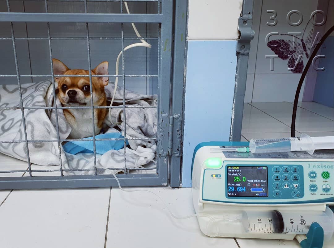 бабезиоз собак