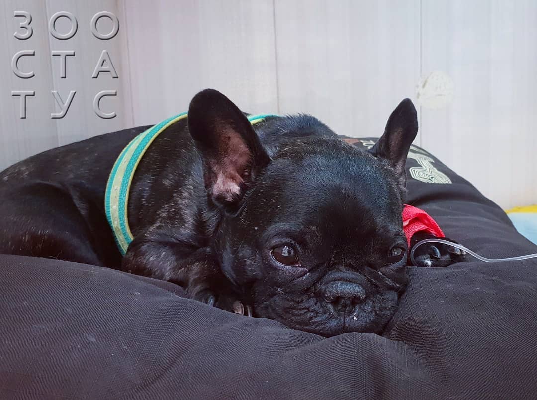 бабезиоз собак