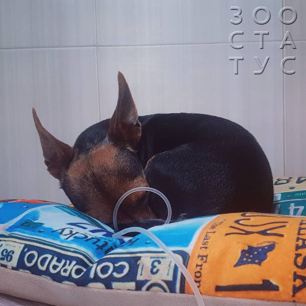 бабезиоз собак