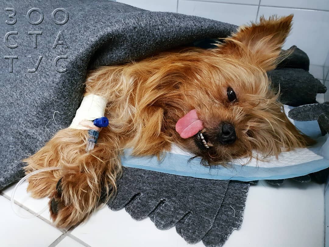 бабезиоз собак