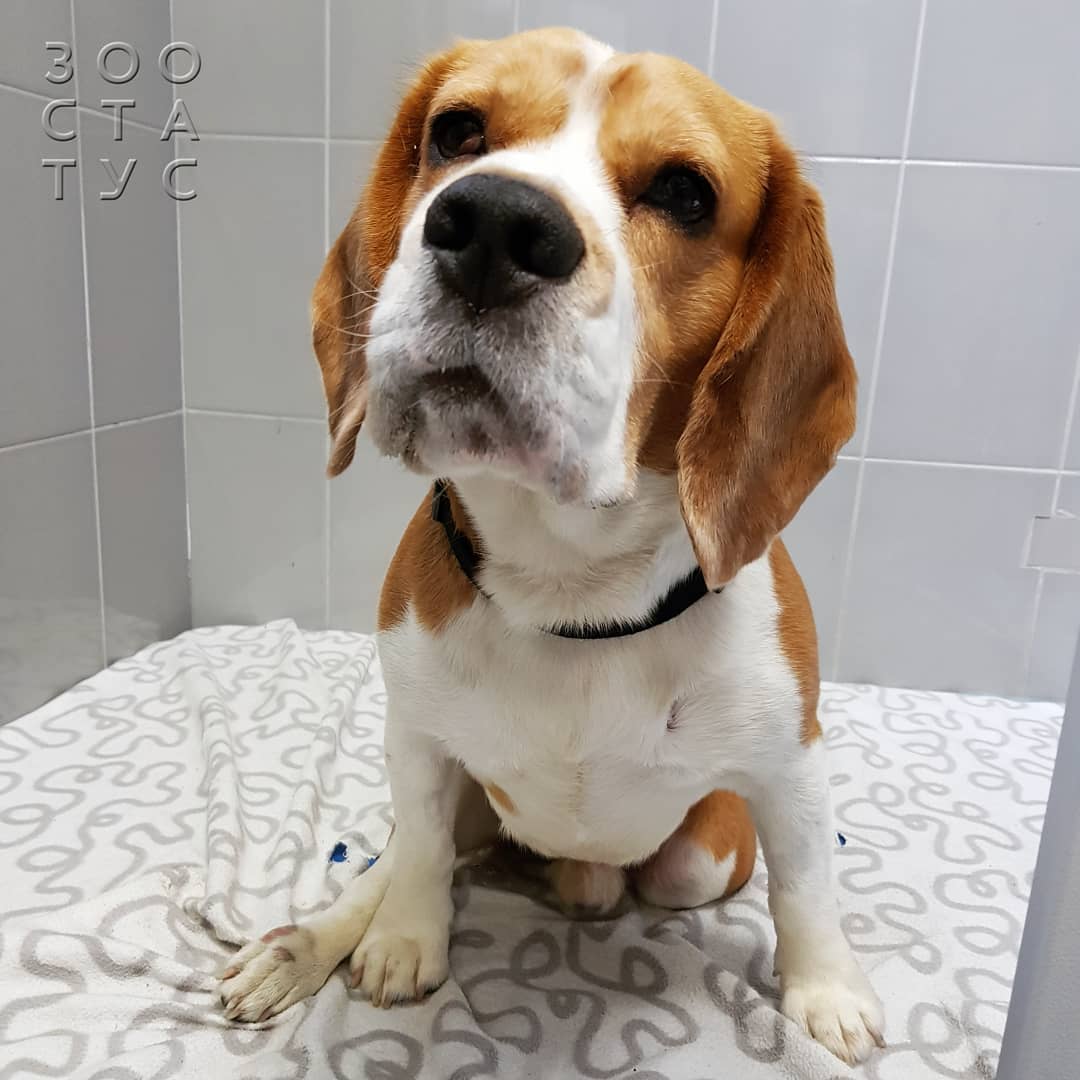 бабезиоз собак