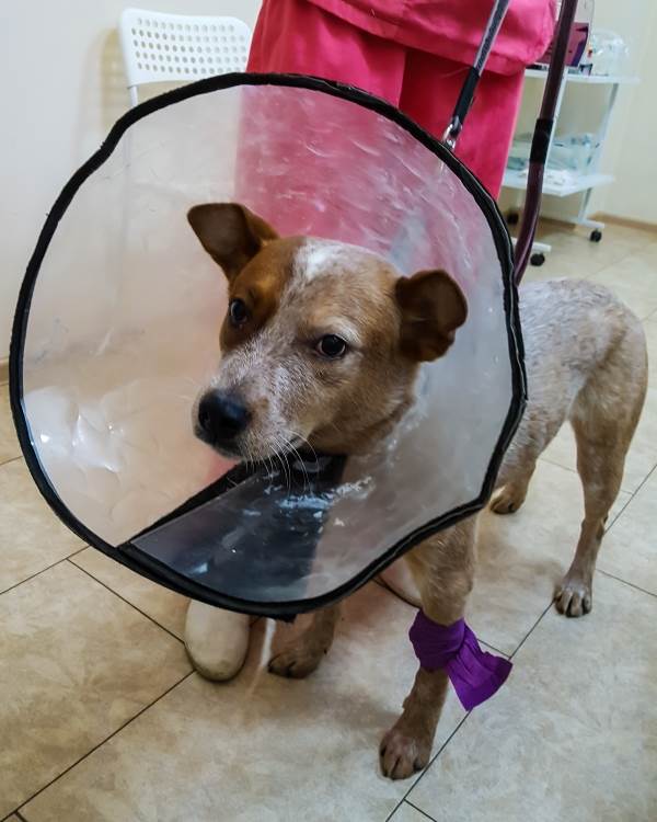 собака в защитном воротнике