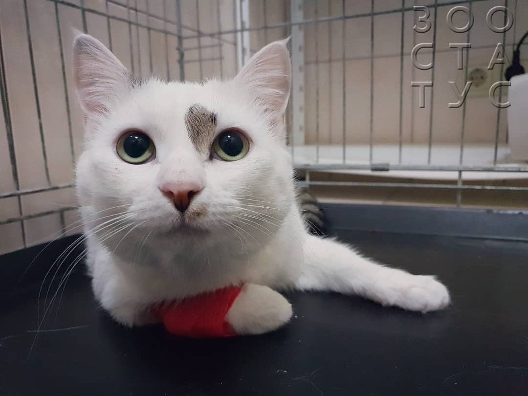 половое созревание у котов