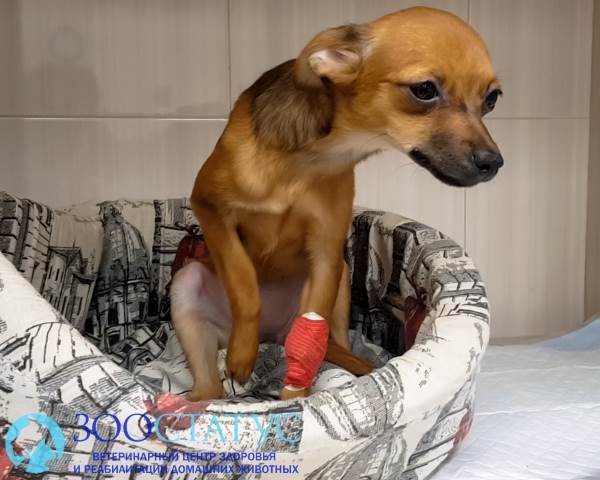 диарея у собак