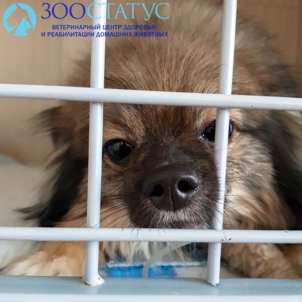 диарея у собак