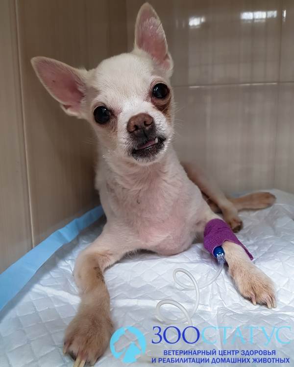 диарея у собак