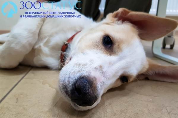 диарея у собак